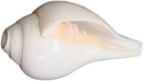 Shankha Conch Shell: Hindu Buddhist Ritual Altar Decor