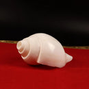Shankha Conch Shell: Hindu Buddhist Ritual Altar Decor