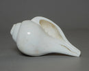 Shankha Conch Shell: Hindu Buddhist Ritual Altar Decor