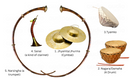 PANCHE BAJA SET (Nepali: पञ्चे बाजा)