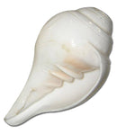 Shankha