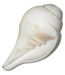 Shankha